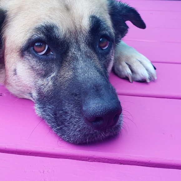 Elle - Picture 1 of 1